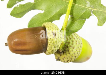 Acorns and oakleaf Stock Photo