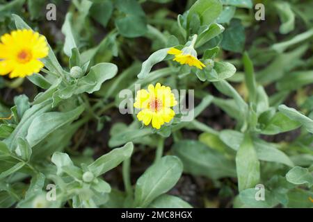 Yellow flowers of Common madia, marigold in the garden. Summer and spring time. Stock Photo