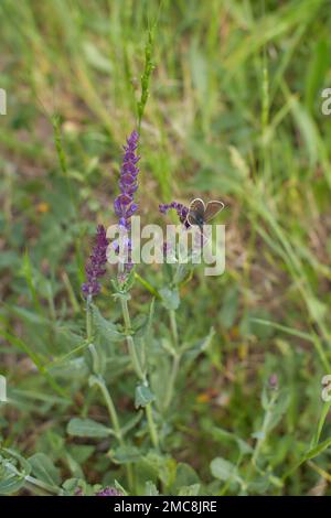 Purple flowers of Woodland sage, Common sage with butterfly in the garden. Summer and spring time. Stock Photo