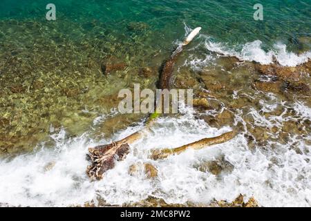 Dead tree branch in the water. Lagoon Stock Photo