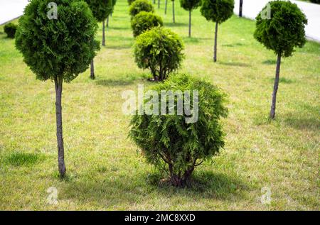 Topiary trees and bush, landscape design of city park in summer. Landscaping with green trimmed trees, urban landscaping. Theme of plants, nature and Stock Photo