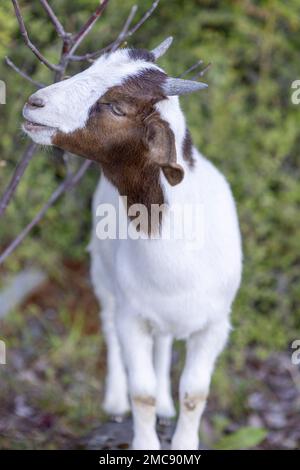 Goat at the beach of Lago General Carrera in Puerto Rio Tranquilo, Chile Stock Photo
