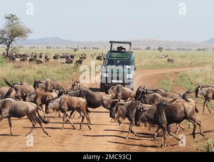 Nyabogati, Tanzania. 23rd Sep, 2022. Wildebeest (white-bearded wildebeest, Connochaetes) and zebra (Hippotigris) walk on a road and in the grass in the Serengeti National Park. In the middle of them a jeep with tourists is driving. The park in the north of the country is one of the best known and largest national parks in the world and is part of the Unesco World Natural Heritage. Credit: Soeren Stache/dpa/Alamy Live News Stock Photo