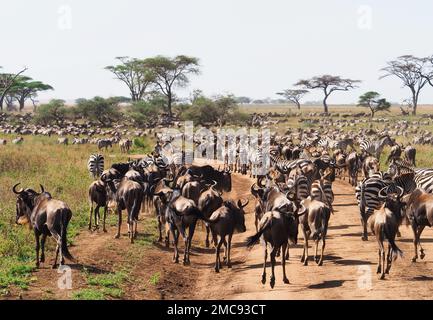 Nyabogati, Tanzania. 23rd Sep, 2022. Wildebeest (white-bearded wildebeest, Connochaetes) and zebra (Hippotigris) are on the move in the Serengeti National Park. The park in the north of the country is one of the best known and largest national parks in the world and is part of the Unesco World Natural Heritage. Credit: Soeren Stache/dpa/Alamy Live News Stock Photo
