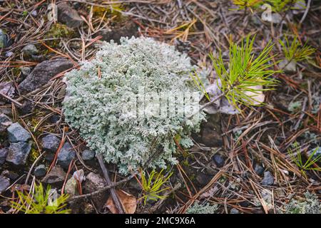 Macro shot of light-colored, fruticose species of lichen Grey reindeer lichen Cladonia rangiferina in the forest. Stock Photo