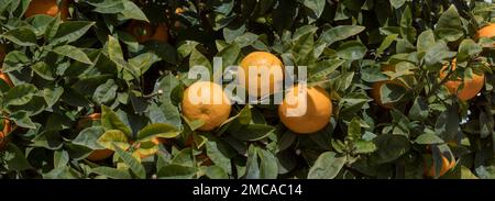 A branch of orange with green leaves on a tree. horizontal view of the citrus. fresh oranges on a branch. Stock Photo