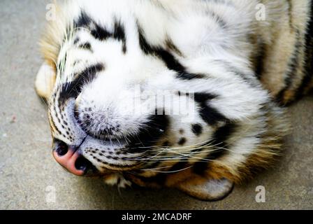A wild tiger - cute dangerous animal with stripped fluffy fur. Stock Photo