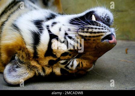A wild tiger - cute dangerous animal with stripped fluffy fur. Stock Photo