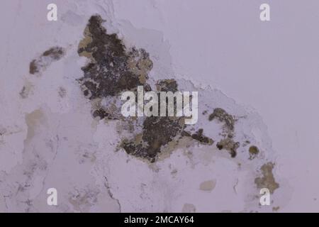 Water leaks onto the wall, causing damage and peeling paint. The appearance of mold on the wall from water. ruined white wall. close-up. Stock Photo