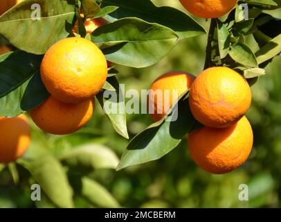 Ripe Valencia organic oranges on the tree in the sun near Mildura in the Riverina citrus belt in Australia Stock Photo