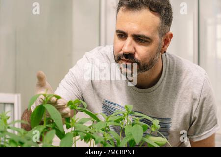 Portrait of a handsome scientist looking closely at the leaves of a plant native to South America working in a greenhouse. Copy space. Stock Photo