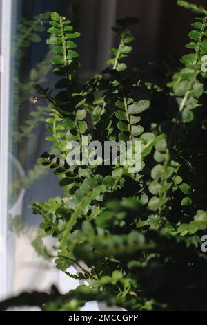 close up of fern leaves plant in a pot, blurred background  Stock Photo