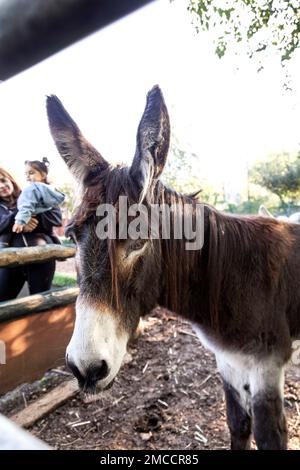 Donkey in an enclosure at Spitalfields City Farm, London, UK Stock Photo