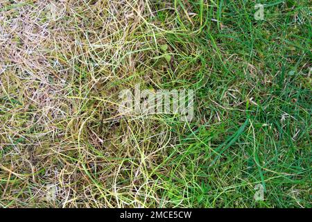 Background, green-yellow gradient grass, abstract. Stock Photo