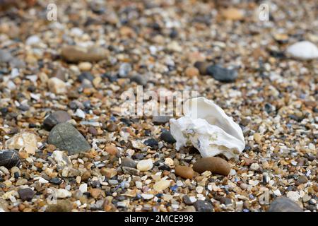 Seashell on the sea beach background copy space for text. Sea shell on seashore. Selective focus Stock Photo