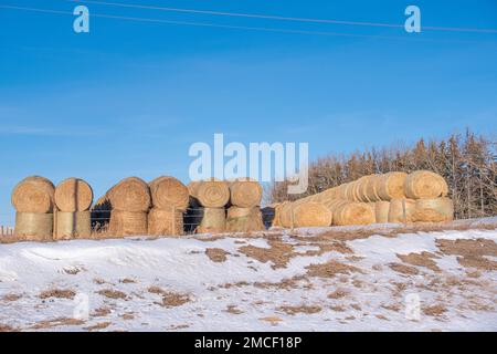Bales of Hay lined up on a Alberta farm field Stock Photo