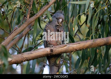 A female gang gang cockatoo (Callocephalon fimbriatum) feeding on gum nuts in a eucalyptus tree. Stock Photo