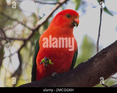 A friendly male Australian king parrot (Alisterus scapularis) perched in a tree, enjoying a snack. Stock Photo