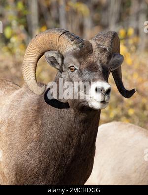 Bighorn sheep ram head close up in Jasper National Park, Alberta, Canada. Ovis canadensis. Stock Photo