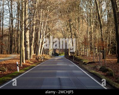 Empty road in a autumn forest in Germany. Dark wet street in a rural area with trees on the sides. Sunlight is illuminating the leaves. Stock Photo