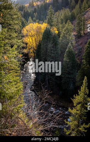 Aspen during fall with a unique perspective of the sun found while hiking during sunset.  Nature, serenity, outdoors, and exploration all in one photo Stock Photo