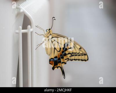 Swallowtail butterfly standing on the Air conditioning system outdoor in Japan. Stock Photo