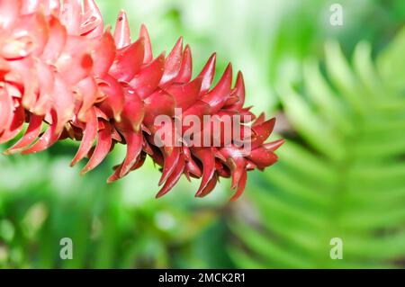 Costaceae Spiral Ginger, Costus barbatus, Costaceae. Growing wild alongside a ...