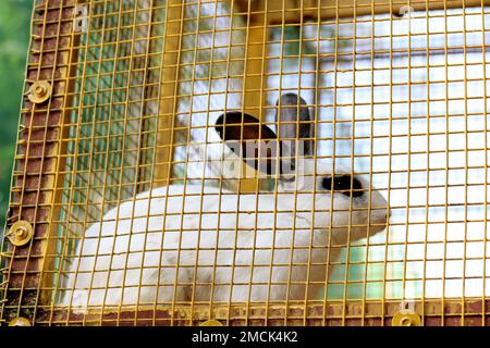 A beautiful and cute black eye rabbit in the cage at the park. cute animal in the cage. Cute rabbit in park. Stock Photo