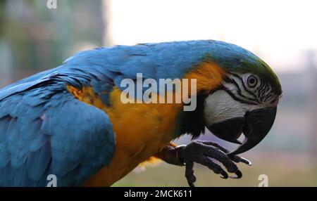 Blue and yellow Macaw Large South American parrot with mostly species MACAW. Closeup shot of Macaw parrot. Stock Photo