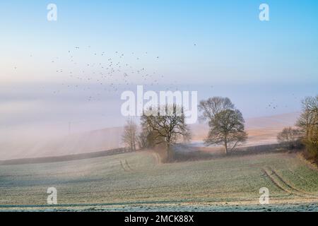 Winter morning sunlight over foggy frosty farmland in the Warwickshire countryside. England Stock Photo