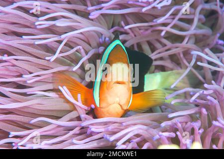 Clark's anemonefish (Amphiprion clarkii) among  anemone - tentacles , Bali, Indonesia Stock Photo