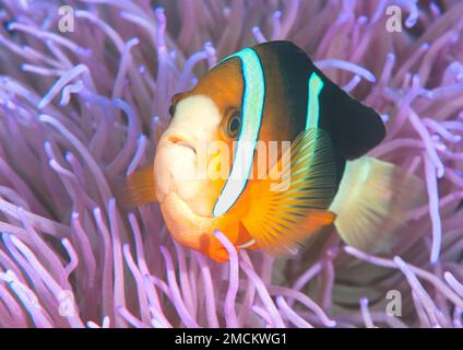 Clark's anemonefish (Amphiprion clarkii) among  anemone - tentacles , Bali, Indonesia Stock Photo