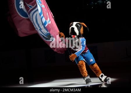 THE DOG SHIRT Bernie the St. Bernard, Colorado Avalanche 2022