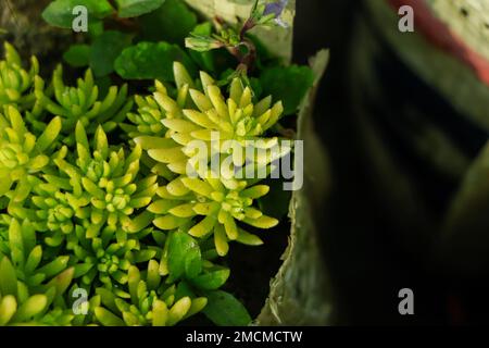 shoots of Sedum album 'Coral Carpet', also known as White Stonecrop, in close-up Stock Photo