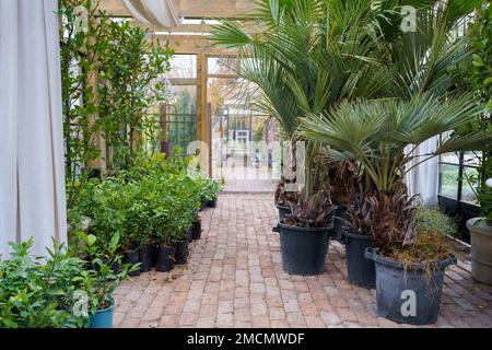 Lush tropical greenhouse full of various exotic plants Stock Photo - Alamy