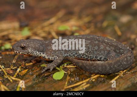 Natural closeup on a terrestrial European alpine newt, Ichthyosaura alpestris, sitting on the ground Stock Photo