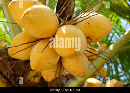 Yellow coconuts on a coconut tree.  Fresh green yellowish coconut on the tree, coconut cluster on coconut palm tree Stock Photo