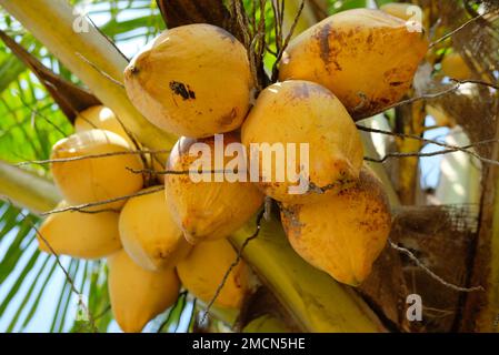 Yellow coconuts on a coconut tree.  Fresh green yellowish coconut on the tree, coconut cluster on coconut palm tree Stock Photo