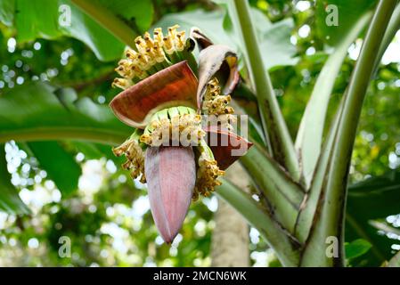 Banana flower - The teardrop-shaped purple flower at the end of the banana fruit cluster in a banana tree is called as banana heart. Stock Photo