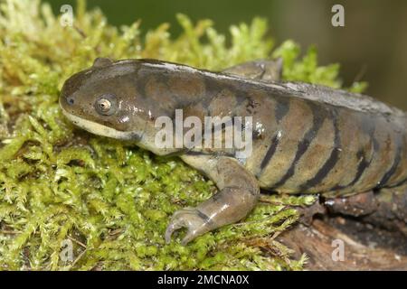 Detailed closeup on an adult blotched tioger salamander, Ambystoma tigrinum on green moss Stock Photo