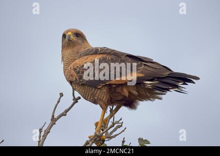 Savanna Hawk (Buteogallus meridionalis), perched, Pantanal, Brazil. Stock Photo