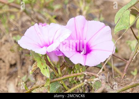 Pink Morning Glory flowers (Ipomoea carnea), Pouso Alegre, Mato Grosso, Brazil. Stock Photo