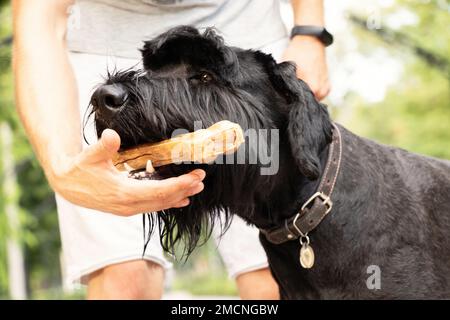 giant schnauzer with a bone in its teeth, dog food, a dog on a walk in a park in Ukraine Stock Photo