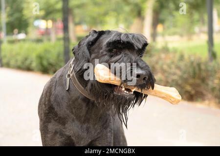 giant schnauzer with a bone in its teeth, dog food, a dog on a walk in a park in Ukraine Stock Photo