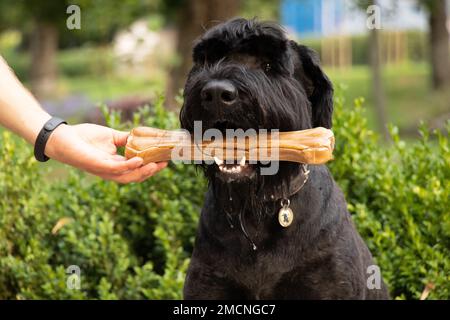 giant schnauzer with a bone in its teeth, dog food, a dog on a walk in a park in Ukraine Stock Photo