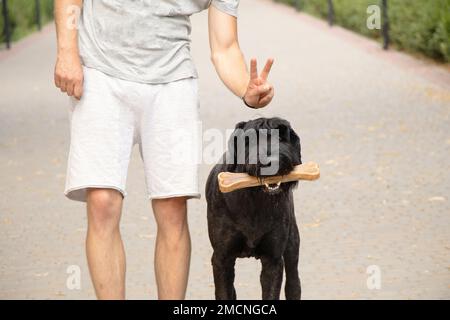 giant schnauzer with a bone in its teeth, dog food, a dog on a walk in a park in Ukraine Stock Photo