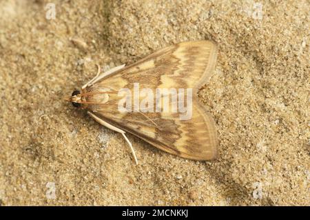 Detailed closeup on a pale brown to yellow colored European corn borer, Ostrinia nubilalis, a pest for agriculture Stock Photo