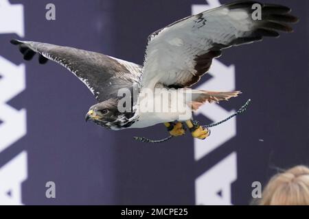 Taima the Hawk visits the Seahawks' new Valley Pro Shop