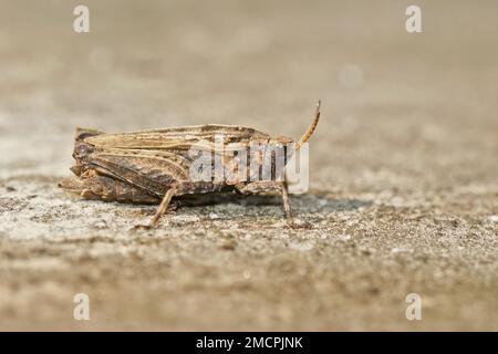 Detailed closeup on a light brown colored Pygmee grasshopper, Tetrix undulata sitting on a stone Stock Photo