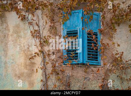 Abandoned house window with dilapidated wooden wall and overgrown plant branches Stock Photo